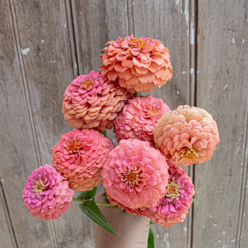 oklahoma-zinnia