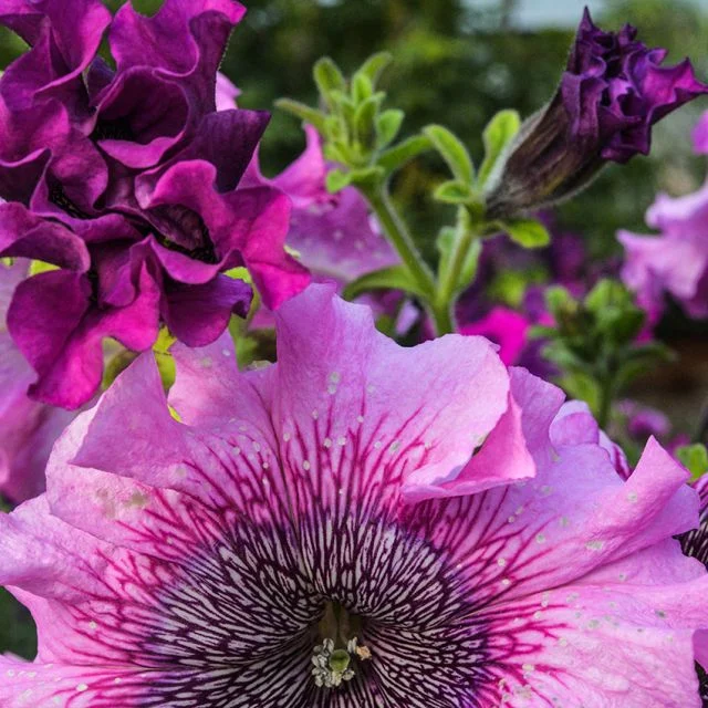 petunia_superbissma_giant_rose_lss_dsc_4935_850x850