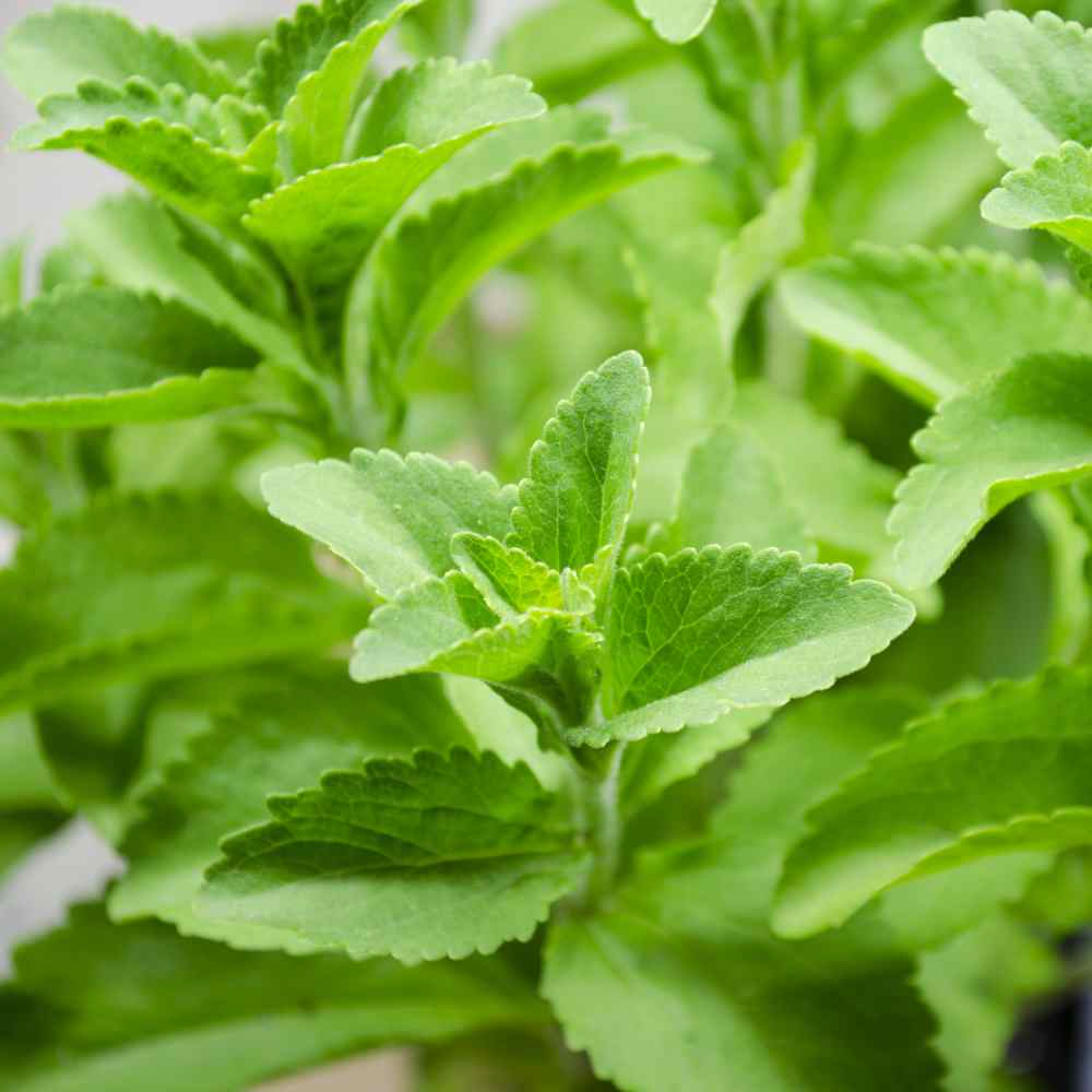 stevia1
