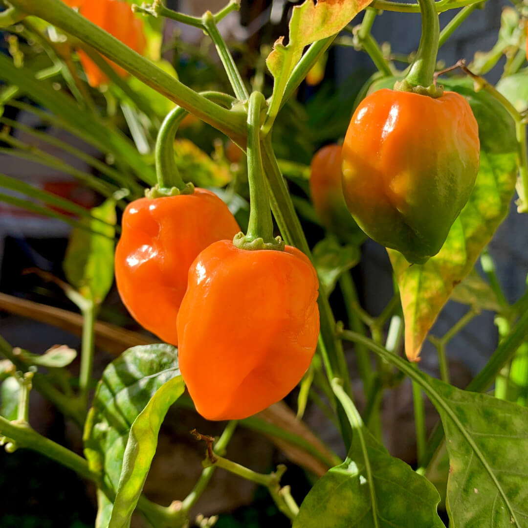 Habanero_Peppers
