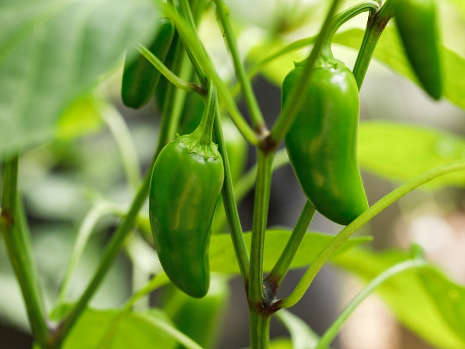 jalapeno