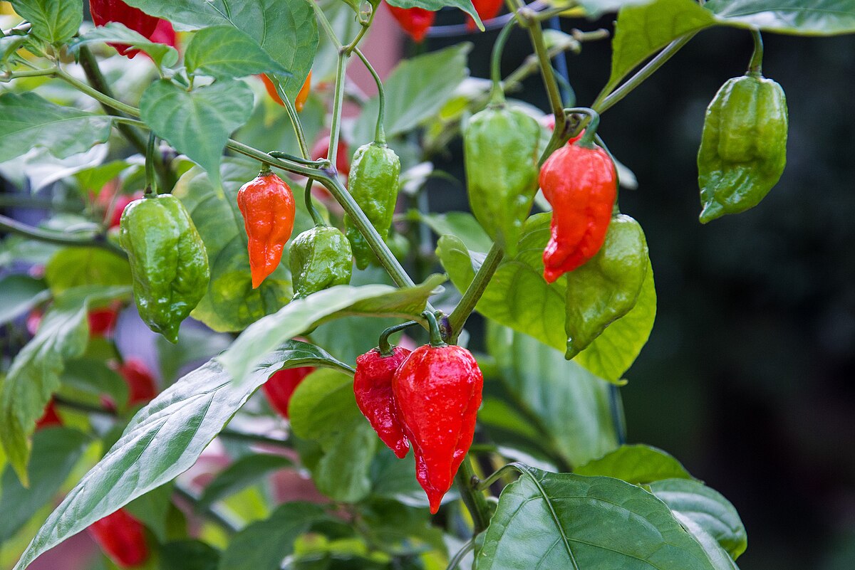 mollypop farms ghost peppers