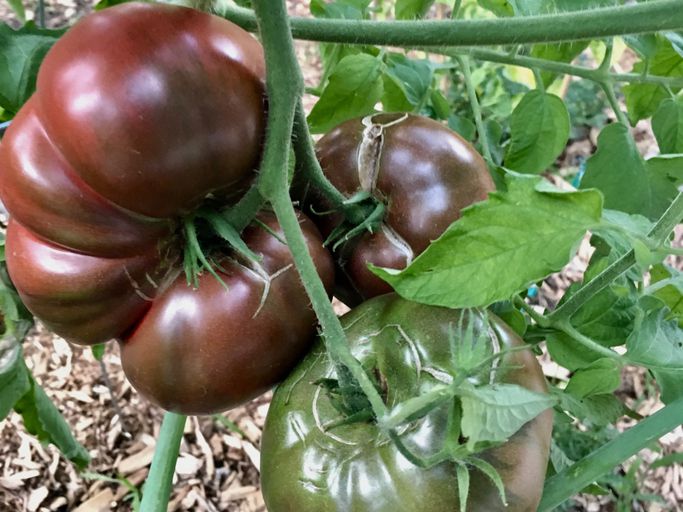 cherokee purple