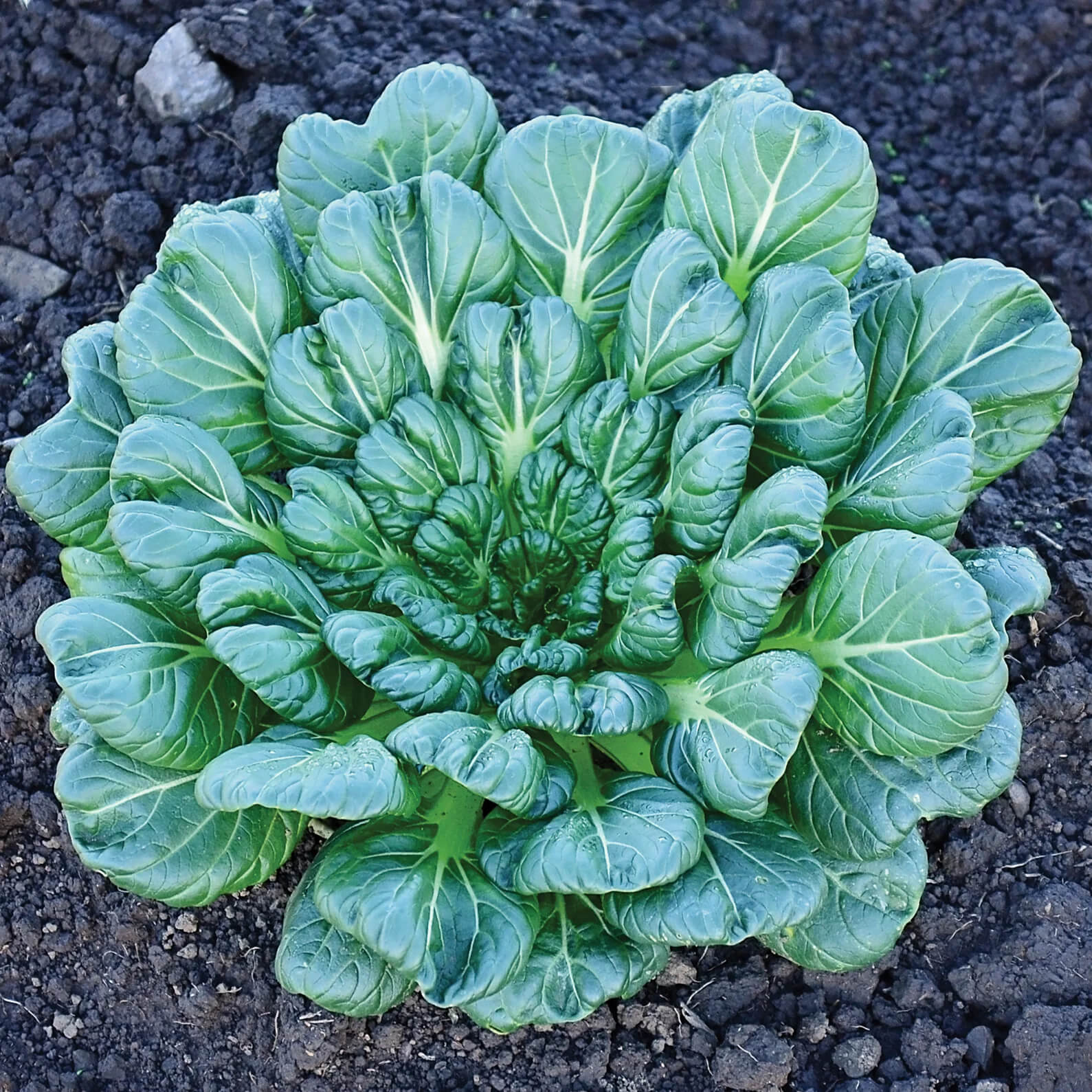 tatsoi