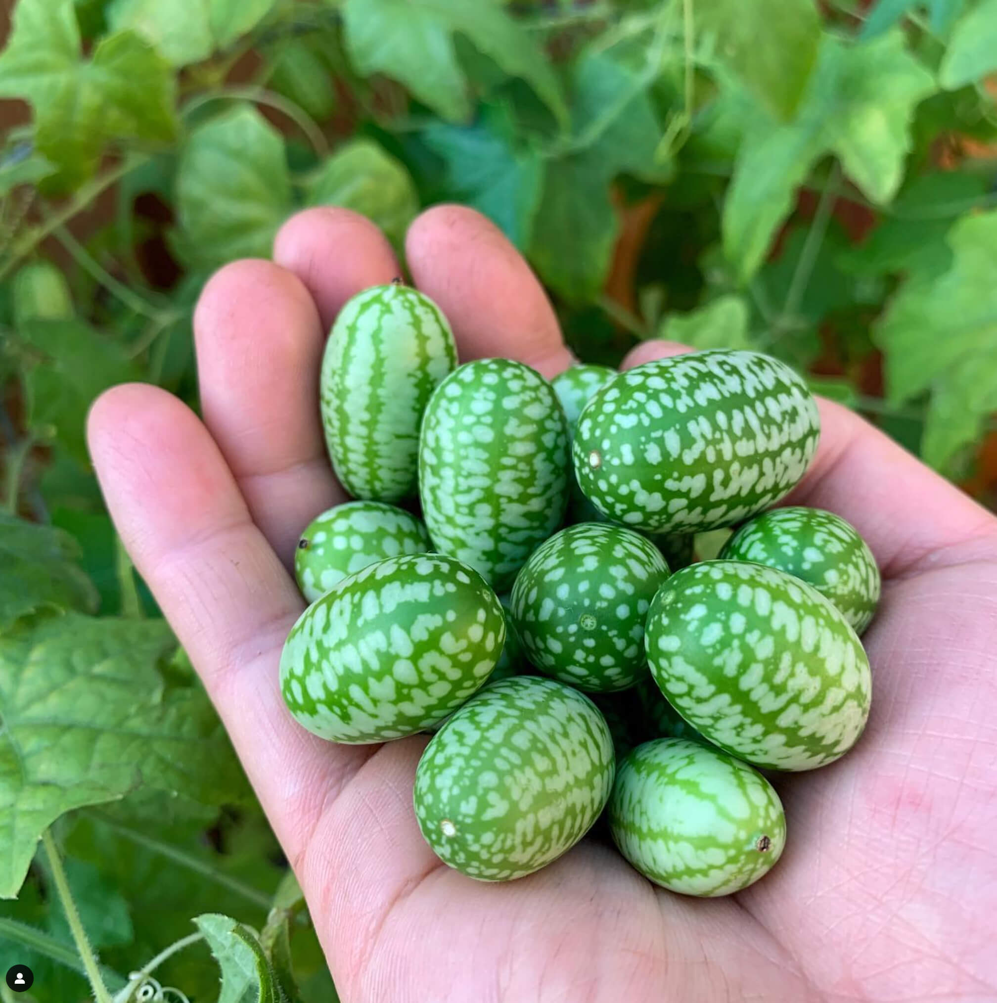 Mexican Sour Gherkin