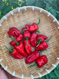 How to Grow & Use Small Jim Chiles 🌶️