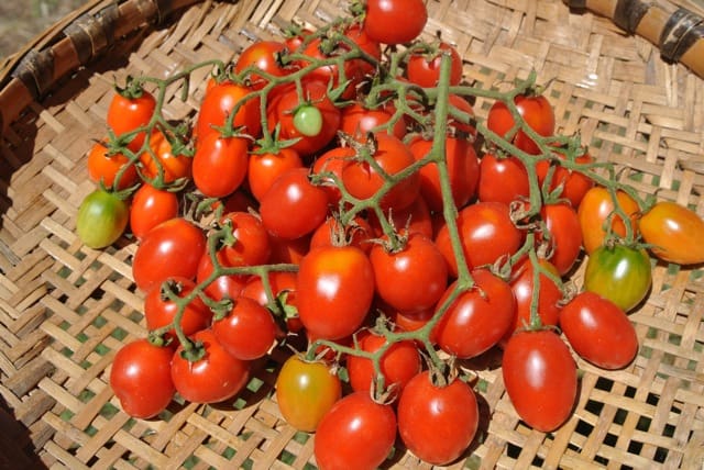 grappoli
