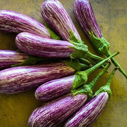 antiqua-eggplant