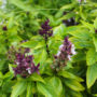 ThaiBasil_JacChua 1 90x90