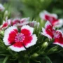 why_grow_dianthus.jpg 90x90