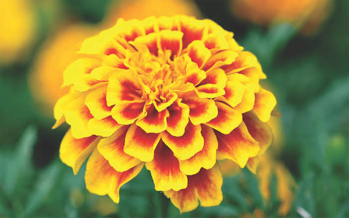 How to Grow & Enjoy Marigolds