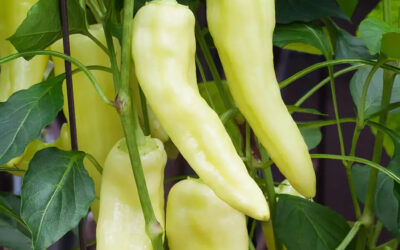 How to Grow & Use Banana Peppers