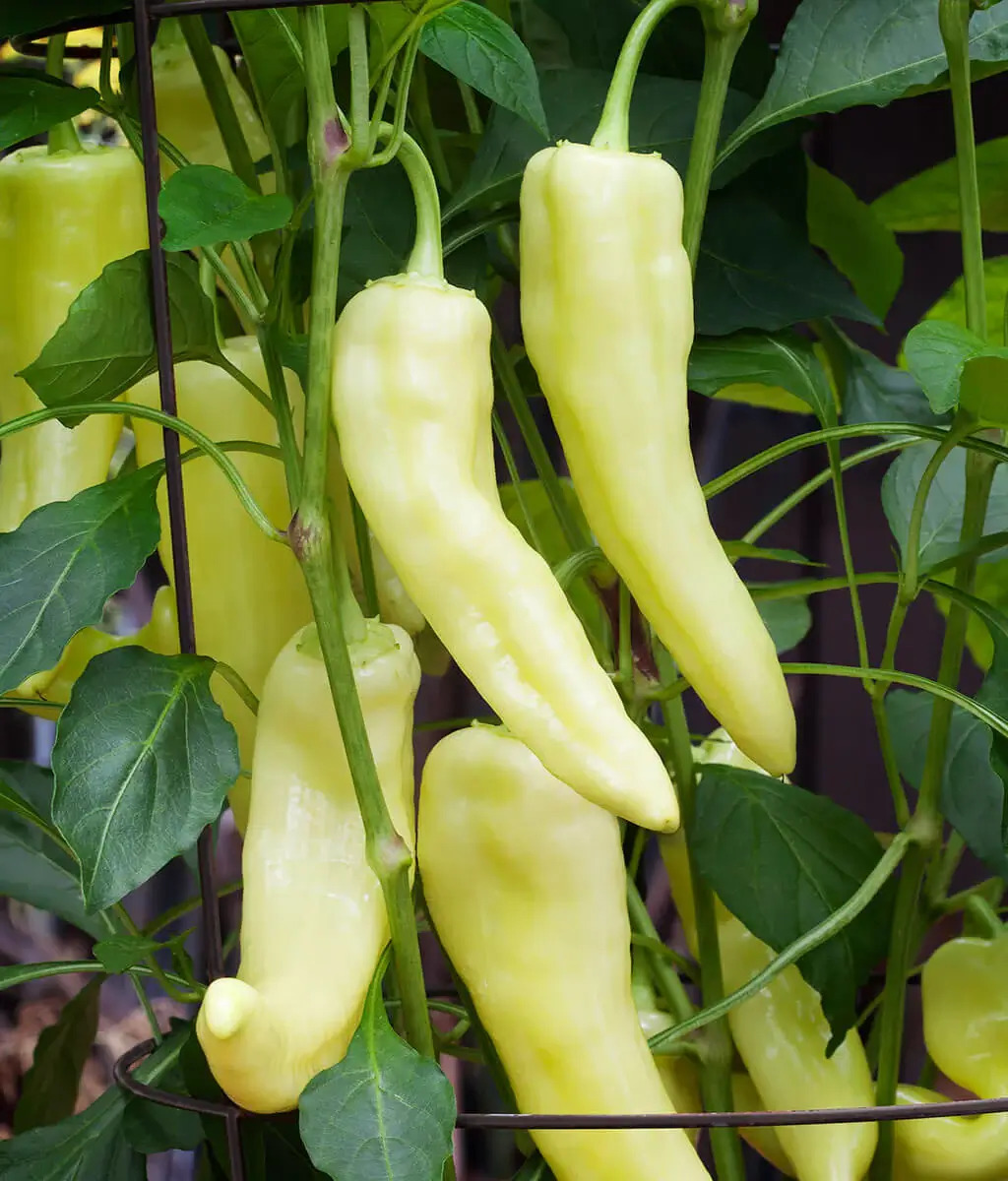 banana pepper